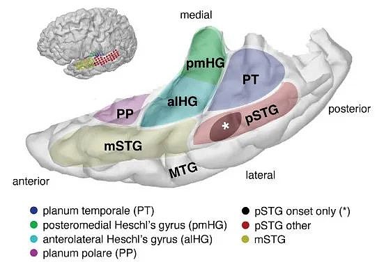 改写理论，华人神经科学家揭示大脑处理语音的运行机制 - 3