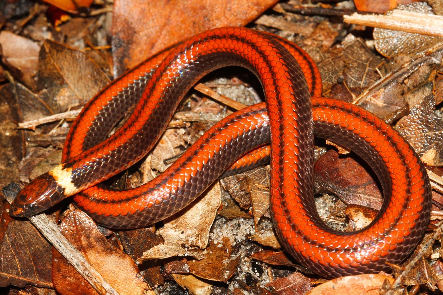 巴拉圭发现一种新蛇种：此前科学界对此一无所知 - 7