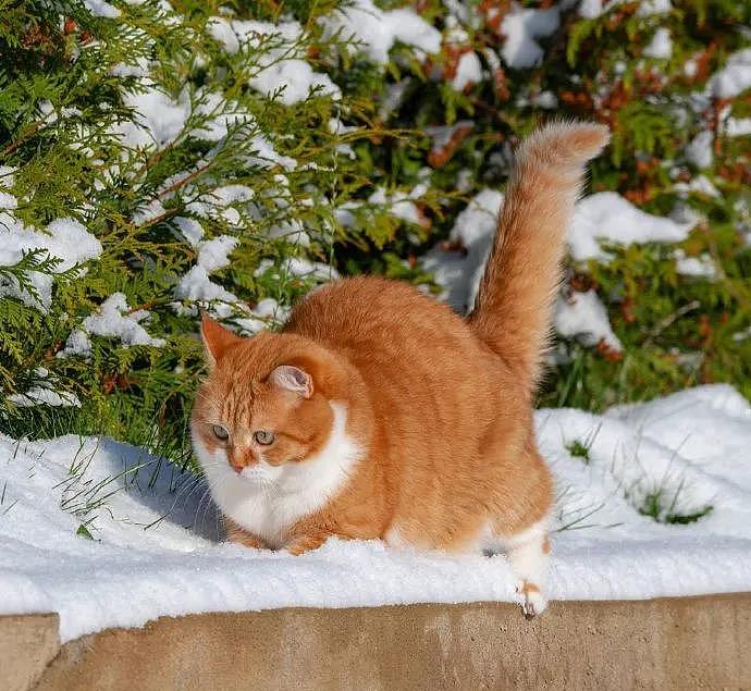 大橘被收养后逆袭成网红猫，被网友称为“梦中情猫”，吸粉无数 - 4