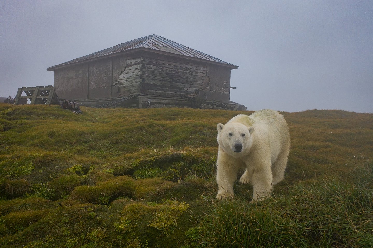 [组图]北极熊占领了废弃岛屿并搬进了空房子里 - 7