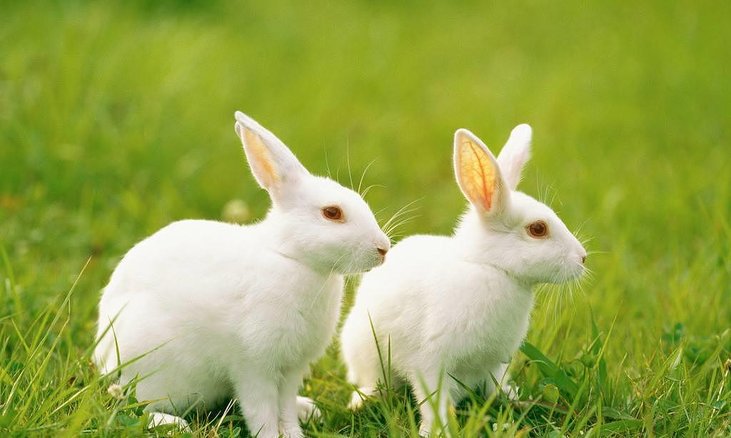 主人给兔子换食，蠢兔子以为没得吃，嘴里含着一口草吃兔粮好委屈 - 2