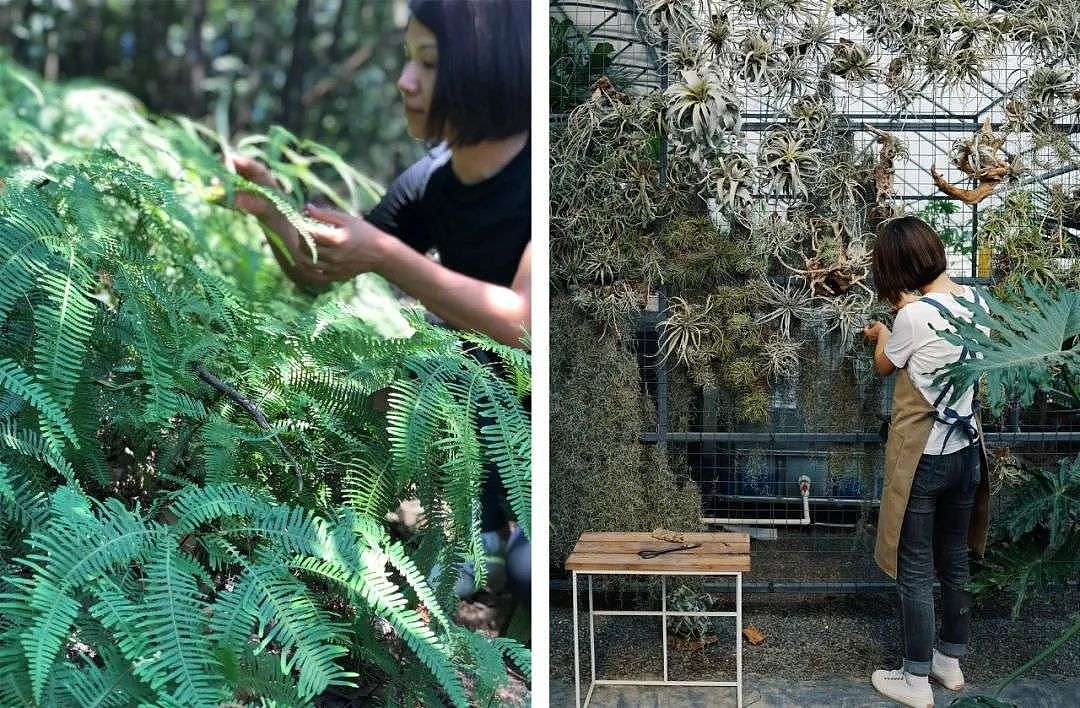 北京夫妻两年无收入，造1500㎡植物园：跟一草一木学做人 - 20