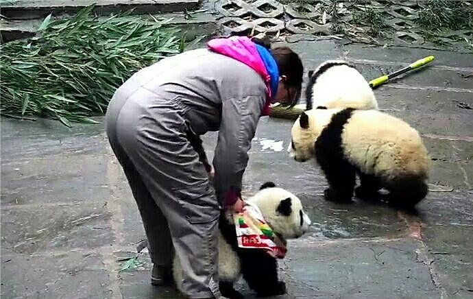 熊猫幼崽脾气太倔 坚决拒绝戴口水巾 饲养员已崩溃 - 2