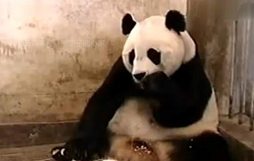 奶爸冒充熊猫宝宝躺在地上，熊猫妈妈发现后，吓得窝窝头都掉了 - 1