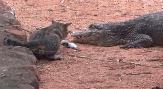 猫咪去跟鳄鱼抢鱼吃，叼起就离开，鳄鱼：没把我放在眼里？ - 4
