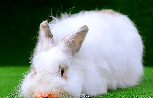 饲养一只可爱的长毛兔该怎么做？做好这五件事，兔子就能漂漂亮亮 - 1