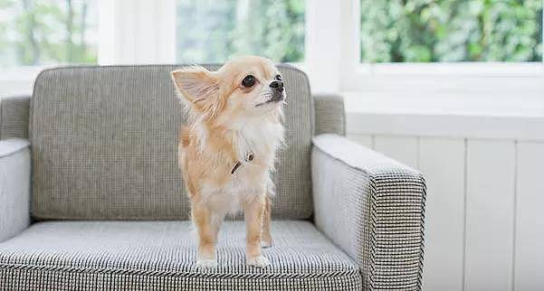 百科 | 吉娃娃，世界上最小的纯种犬 - 9