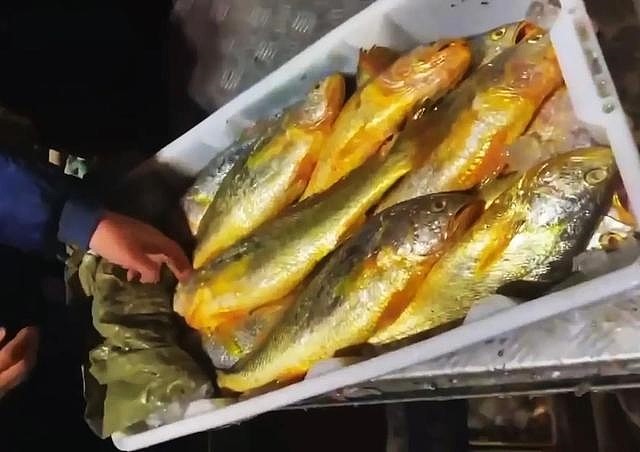象山渔民一网捕获4900斤野生大黄鱼 卖了957万 - 3