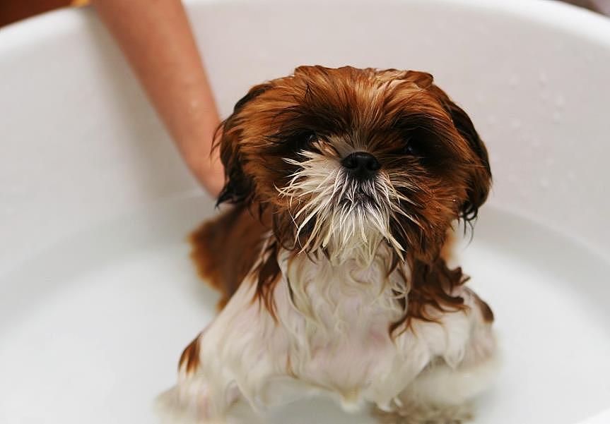 狗狗多久洗一次澡？洗澡频率由多种因素决定，拒绝墨守成规 - 2