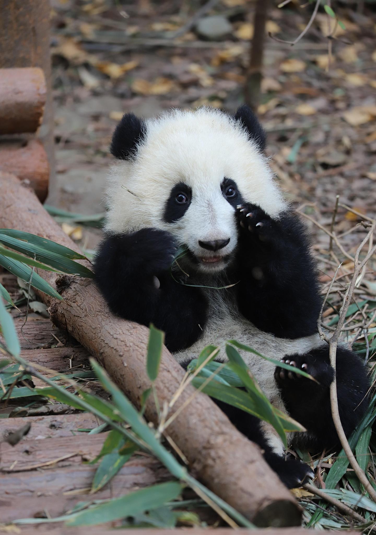 熊猫：励志小和花和她的小伙伴们，趣事分享 - 6
