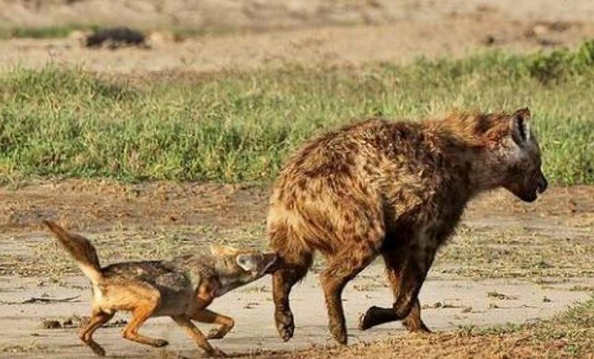为了一口吃的，鬣狗被5只胡狼围攻，鬣狗被掏得毫无反抗之力！ - 2