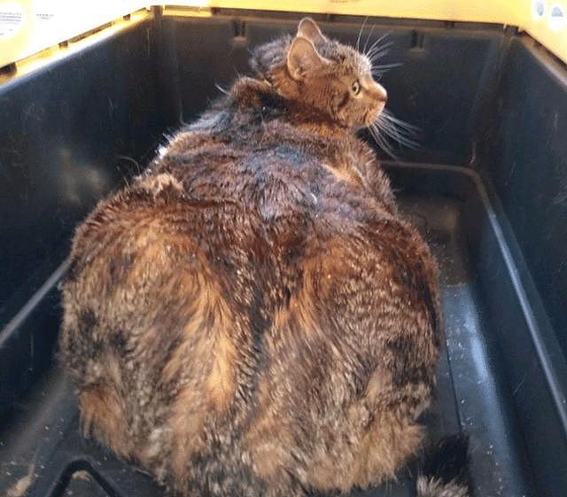 胖狸花猫重约30斤，被主人宠溺7年后遭弃，主人：我不喜欢肥猫！ - 1