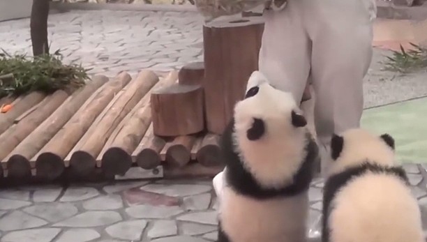 熊猫在日本的生活，过得无法无天，团子：我不听，就要举高高！ - 9