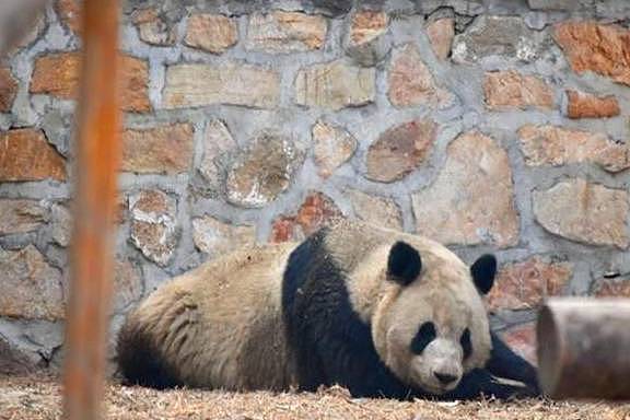 调皮熊猫称挖煤弄脏身体，想蹭会给饲养员被识破后，只能乖乖认错 - 4