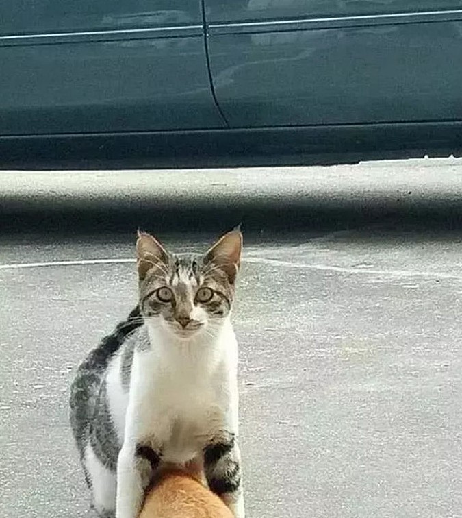 狸花猫挑衅过路橘猫，却被橘猫“一招”制服，狸花猫表情亮了 - 4