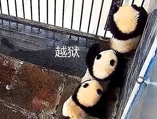园内熊猫集体越狱，最底下那只一脸茫然：你们走了我咋办？ - 2