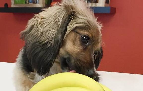 请狗狗吃香蕉，你需要担心的并不是中毒，而是狗狗吃得太多会变胖 - 2