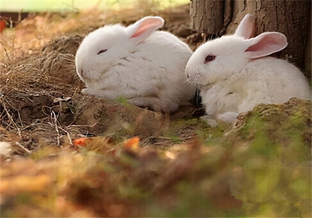 萌兔护理：兔子有球虫病的征兆，初期有哪些表现，怎样处理快？ - 2