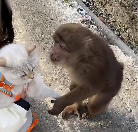 四川女子带猫出门遇小猴子，随后猴子一个举动让网友表示“有爱” - 2