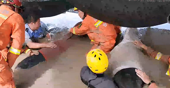 12 头疑似鲸豚搁浅浙江海域 ：2 只已死亡、还在全力救援中 - 2