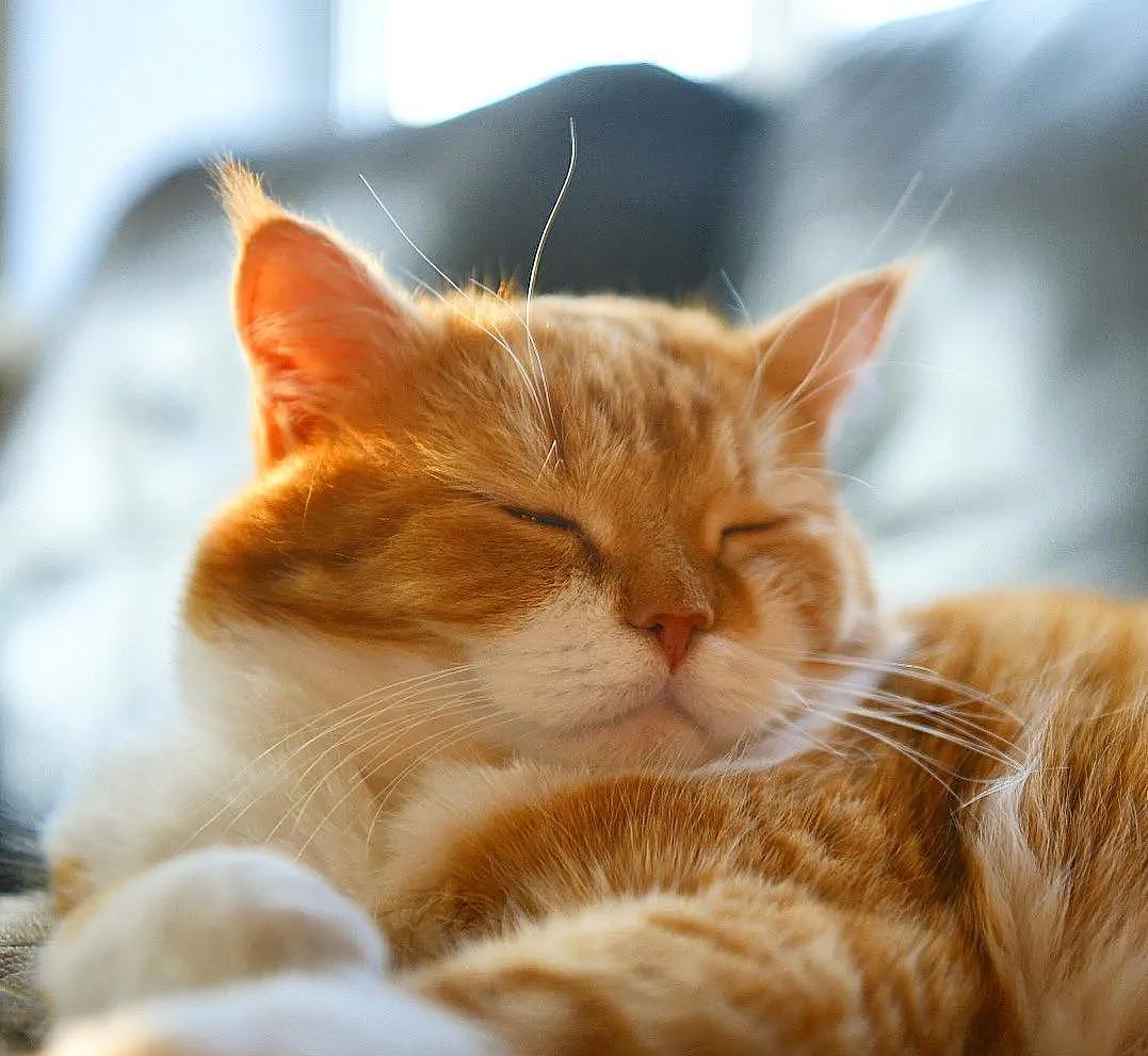 即使你阅猫无数，见到这只橘猫也会心动，真的太美了 - 27