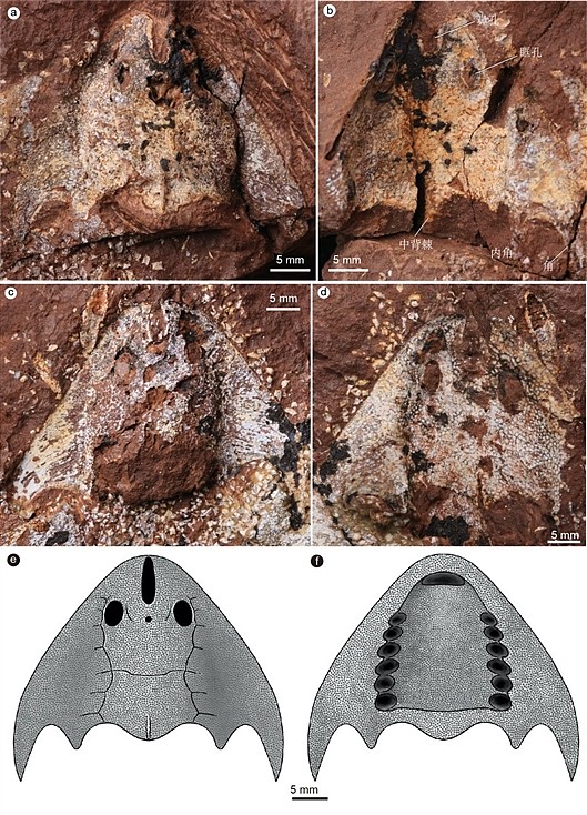 江西首次发现4.38亿年前最古老真盔甲鱼类 - 2