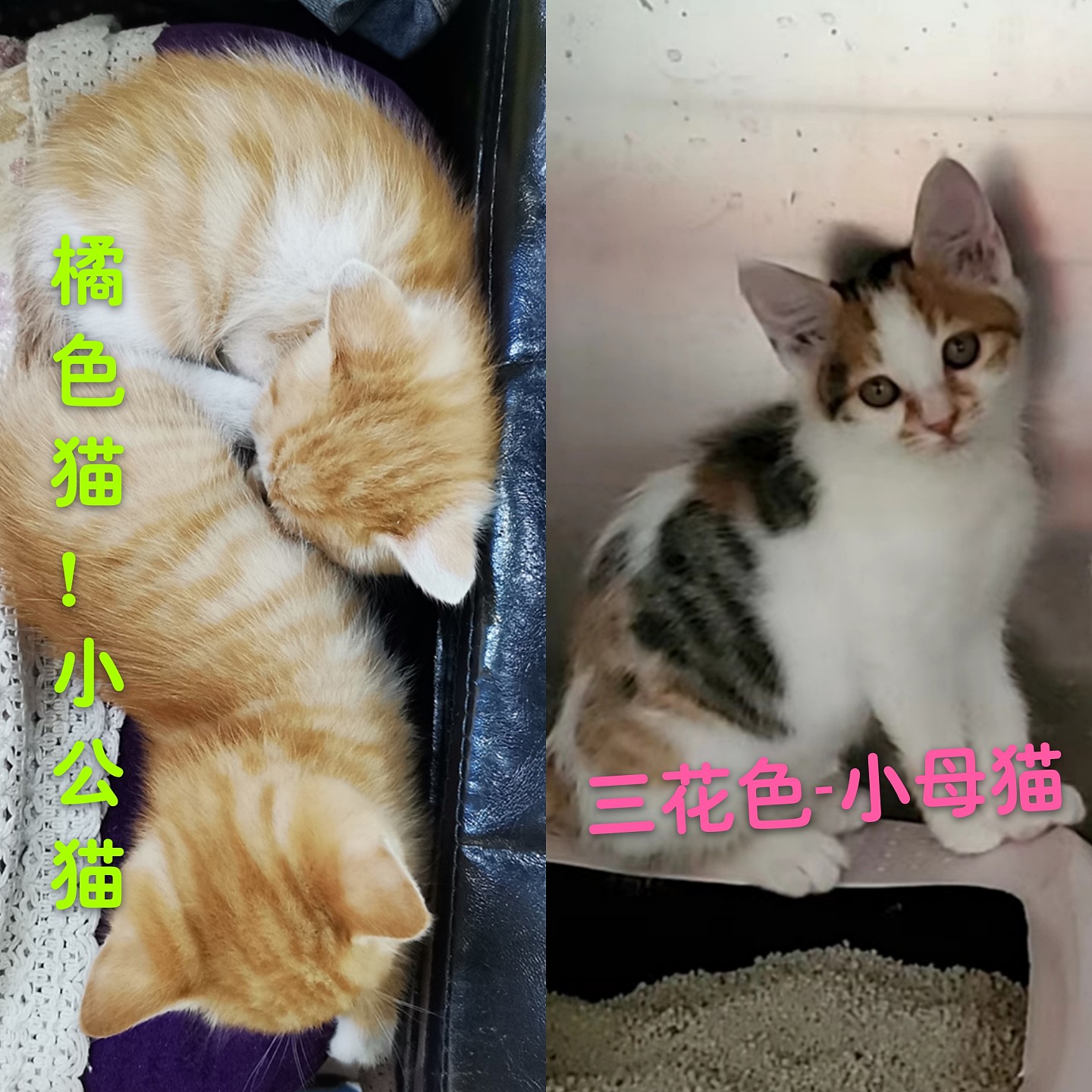 辟谣：橘猫肥胖是基因决定的？错的饲养方法养什么品种的猫都会胖 - 2