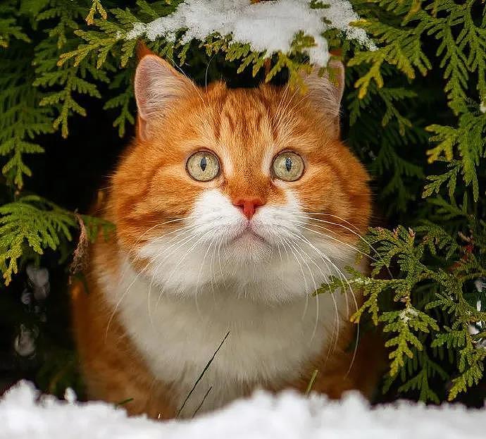 大橘被收养后逆袭成网红猫，被网友称为“梦中情猫”，吸粉无数 - 3