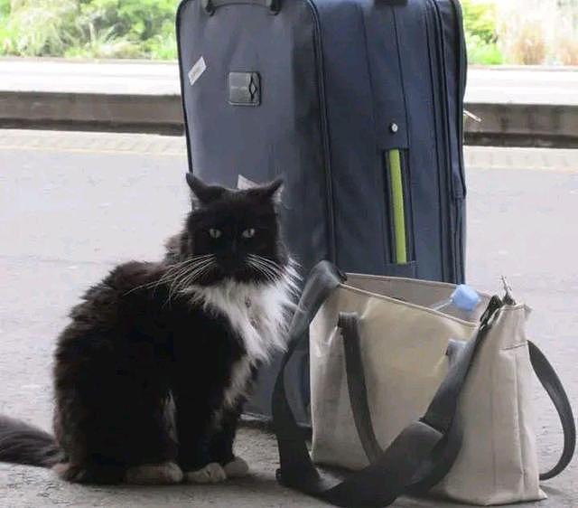 小奶猫在车站等妈妈，却被人类“套路”了11年，脏活累活全是它！ - 4
