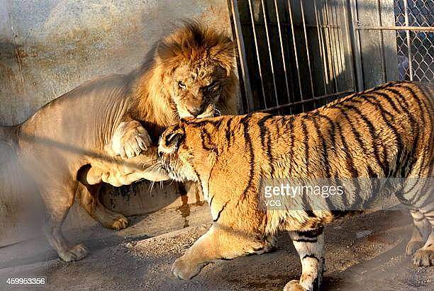 苏门答腊虎vs亚洲狮，事实证明，狮子无愧于“万兽之王”的称号 - 9