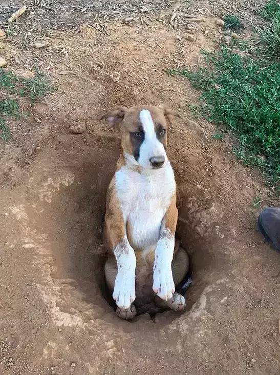 狗狗碰瓷新套路，挖个坑自己跳进去装受伤 - 4