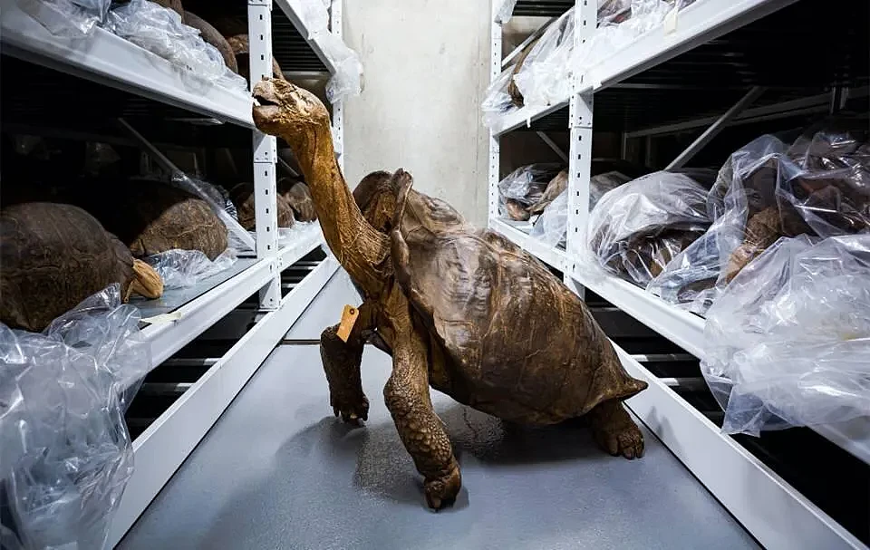 费尔南迪纳岛上发现巨型陆龟：系100多年来首次被确认的同类物种 - 2