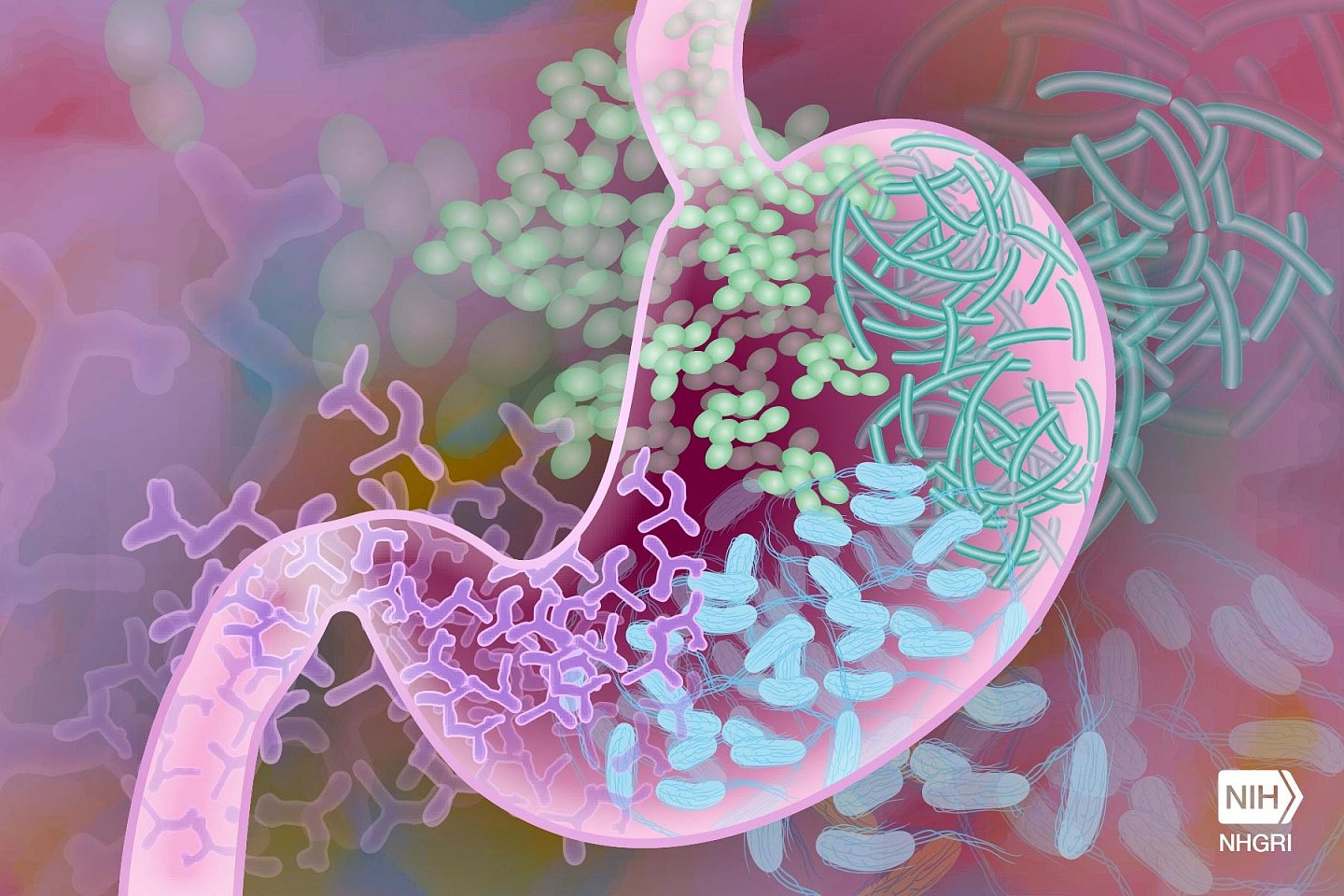 研究：人类肠道细菌通过“性”来获取维生素B12 - 1