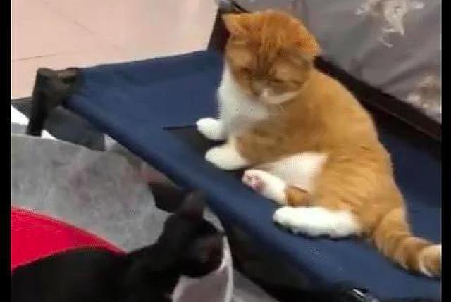 黑猫刚上小床，就被橘猫一脚踢了下去，橘猫：不知道以大橘为重吗 - 3
