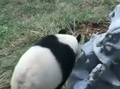终于知道水盆为什么要放在离熊猫5米以内，简直辣眼睛！ - 1