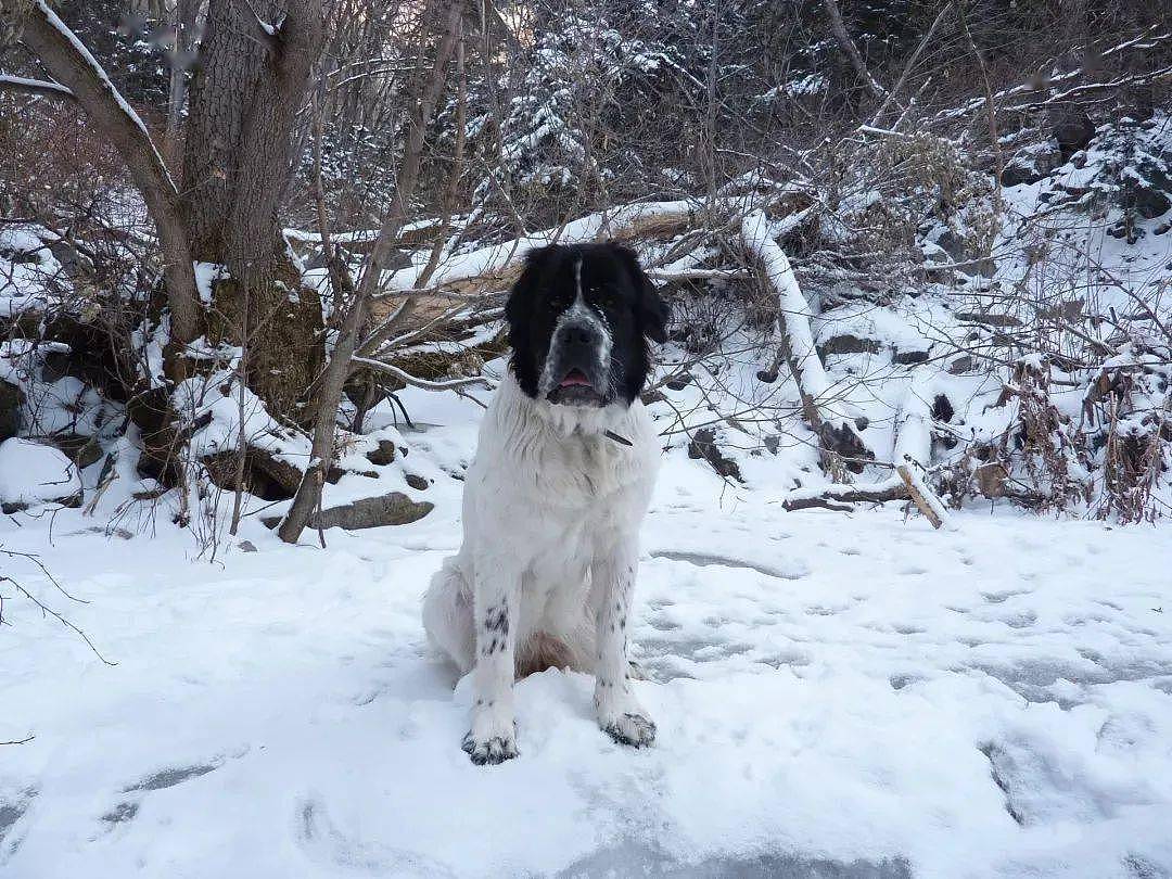 为满足癌末狗狗的心愿，铲屎官寻遍全网为它堆了一座“小雪山”！ - 11