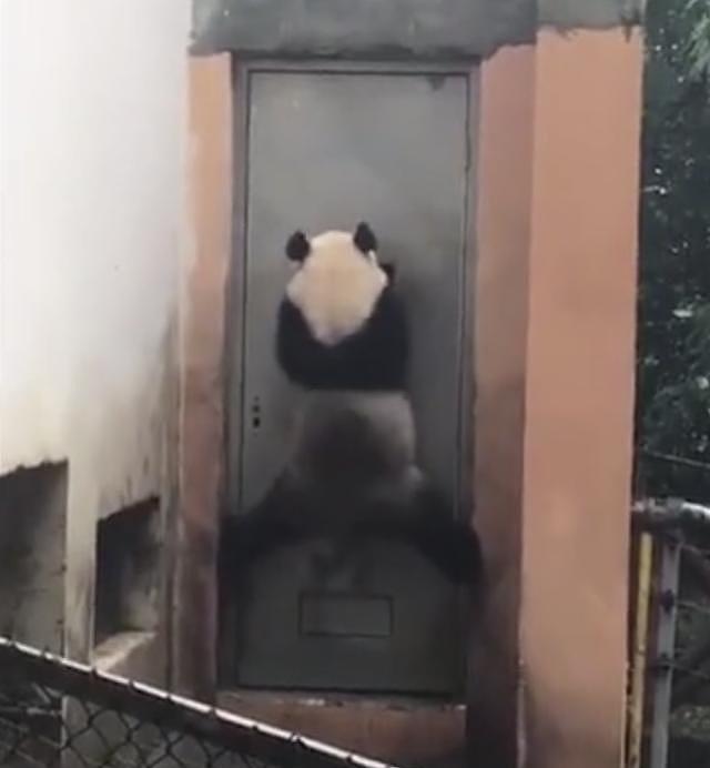“熊猫”爬门越狱，然而门太高，下一秒让它怀疑熊生！ - 2
