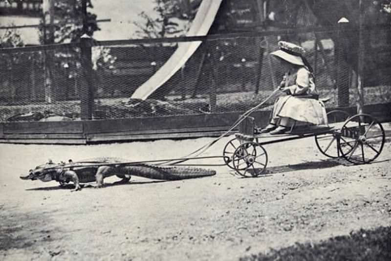 旧影拾记：20世纪老照片，美国人把鳄鱼当宠物，玩弄于股掌之中 - 5