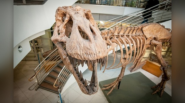 2021年的十个恐龙神奇大发现：首个保存完好的恐龙“屁眼” - 2