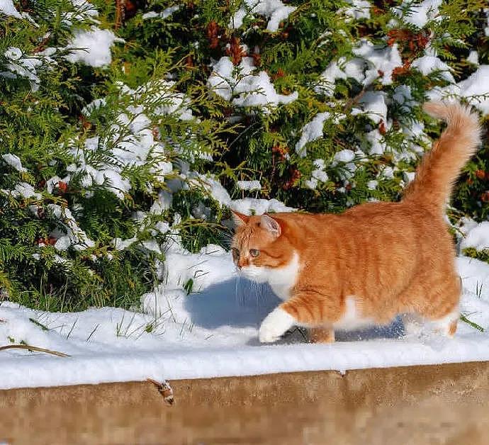 大橘被收养后逆袭成网红猫，被网友称为“梦中情猫”，吸粉无数 - 5