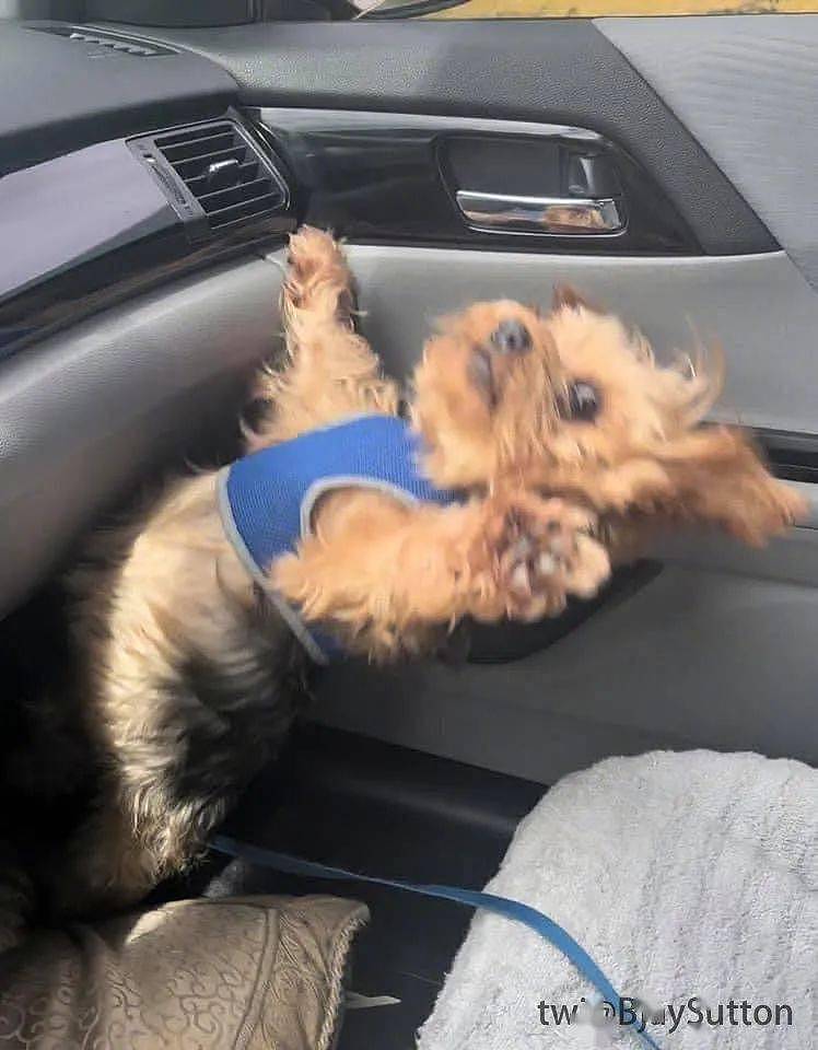 当铲屎官开车不太稳时，狗子惊了：原来狗真的不能坐副驾驶！ - 2