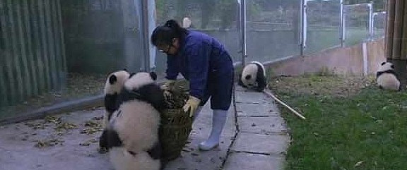 熊猫看到奶妈搞卫生，疯狂聚集过来，网友：场面一度非常混乱！ - 4