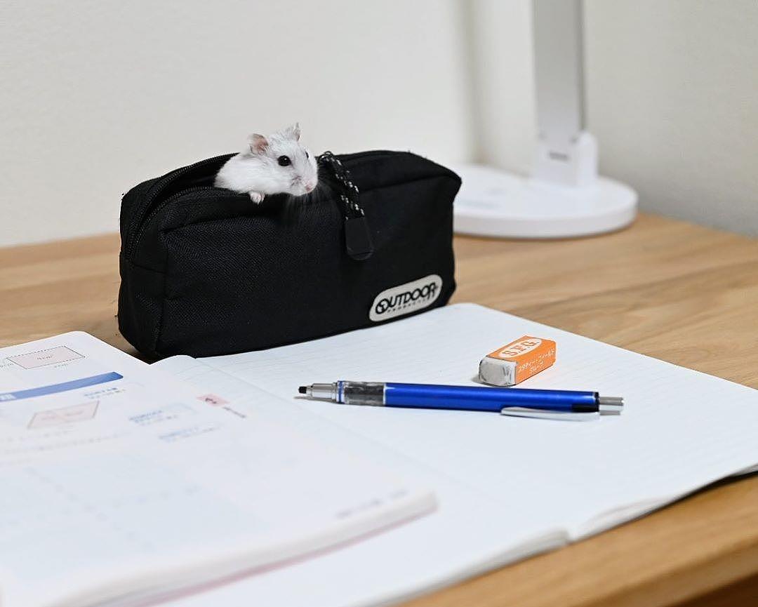 仓鼠藏身笔袋中，为督促饲主完成作业，一鼠一人，大眼瞪小眼 - 4