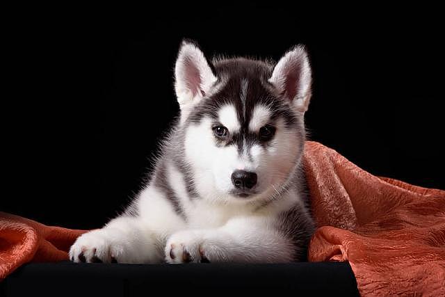 世界上最美的六大狼犬，最漂亮的不是哈士奇，而是微笑天使的它！ - 2