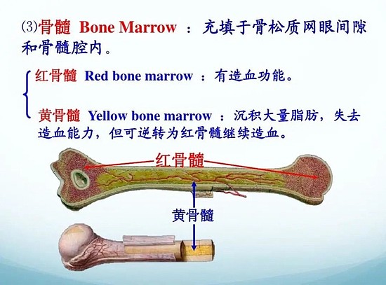 小伙被骗到柬埔寨当“血奴” 多次大量抽血对身体有何危害？ - 7