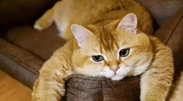 一只平平无奇的橘猫，身上竟藏着7个“世界之最”，你不知道吧！ - 7