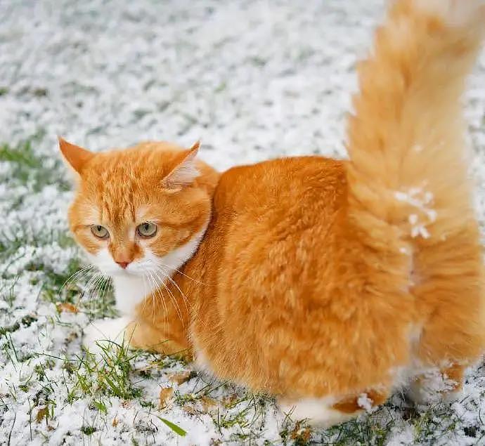 大橘被收养后逆袭成网红猫，被网友称为“梦中情猫”，吸粉无数 - 13