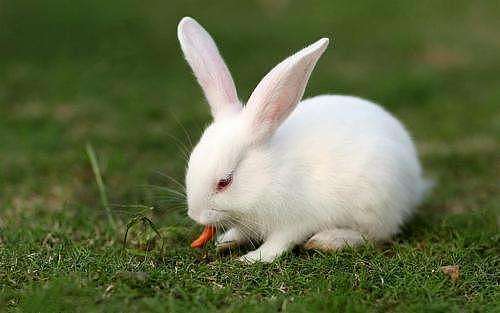 兔子拉特别小的粒粒 - 2