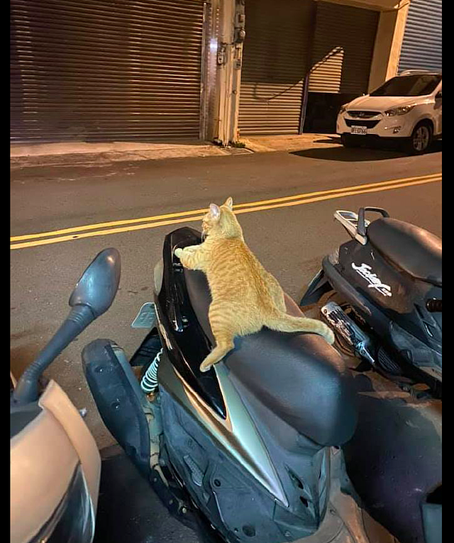 一只橘猫趴在摩托车座垫上，坐姿非常的豪放，猫：带我回家吧！ - 1