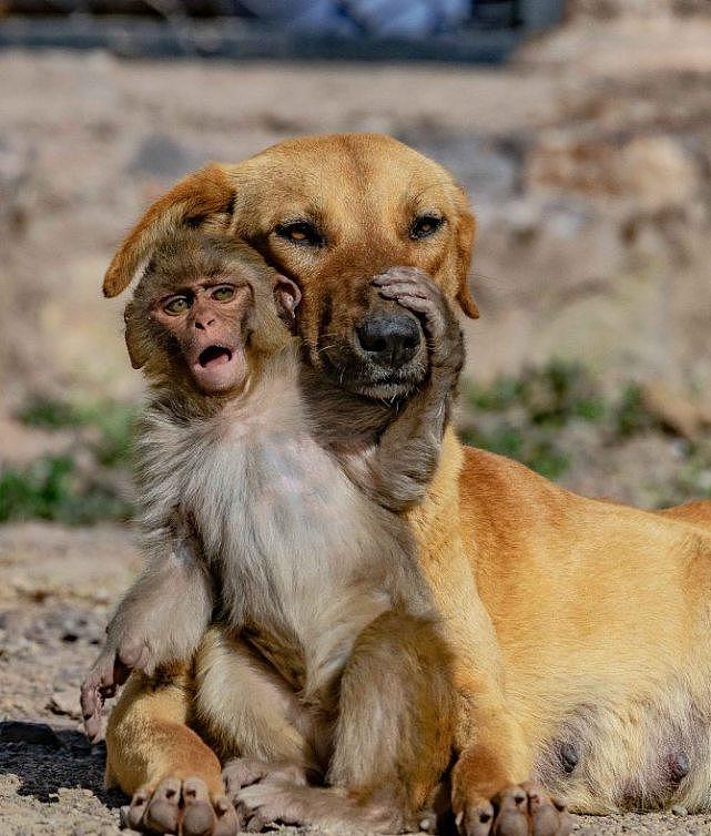印度村庄将破坏庄稼的猴子们毒死，幸存的小猴却被怀孕的母狗收养 - 2